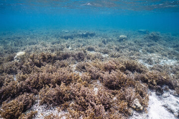 Shallow marine habitat with dense algae beneath the ocean surface © Satoshi