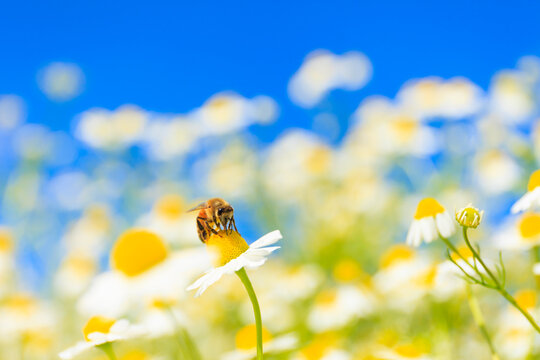 bee on flower