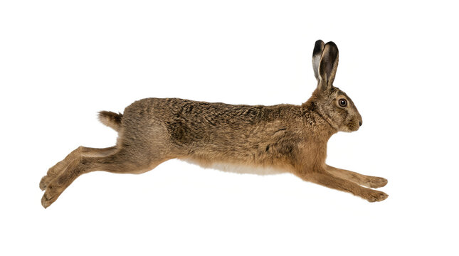 A brown hare is captured mid leap against a plain white background