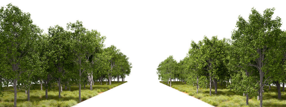 Natural forest trees line way on transparent backgrounds 3d rendering png