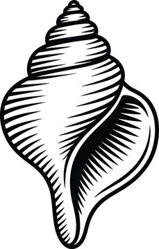 A conch seashell black and white vector on white background.