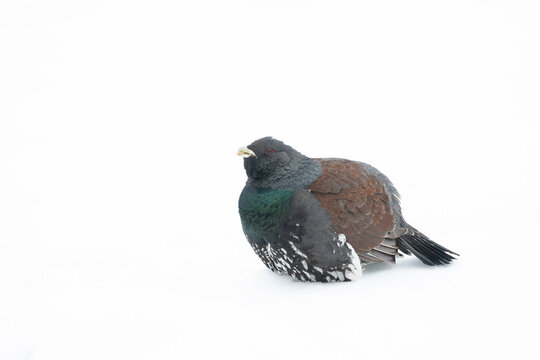 Western Capercaillie, Tetrao urogallus