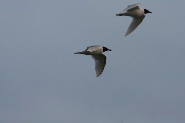 Fototapeta premium Mediterranean Gull, Ichthyaetus melanocephalus