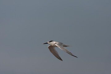 Fototapeta premium Sandwich Tern, Thalasseus sandvicensis