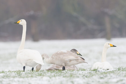 Whooper Swan, Cygnus cygnus