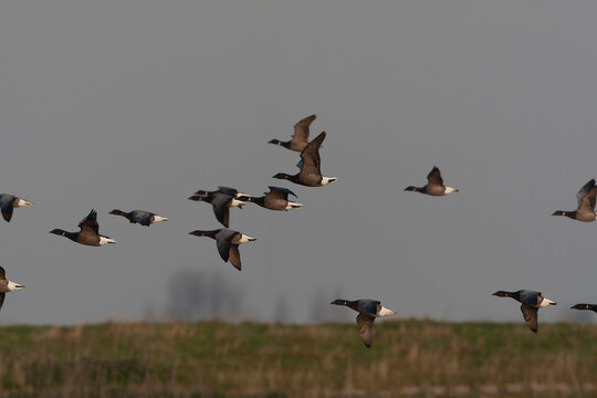 Dark-bellied Brent Goose, Branta bernicla