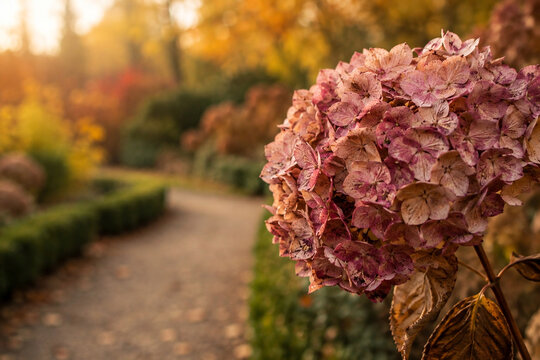 Verbl&uuml;hte rosa Hortensie im herbstlichen Garten bei goldenem Licht