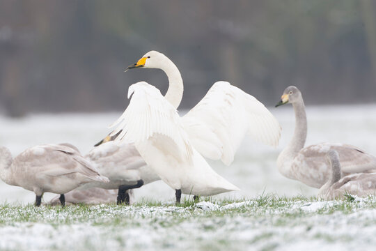 Whooper Swan, Cygnus cygnus