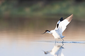 Obraz premium Pied Avocet, Recurvirostra avosetta