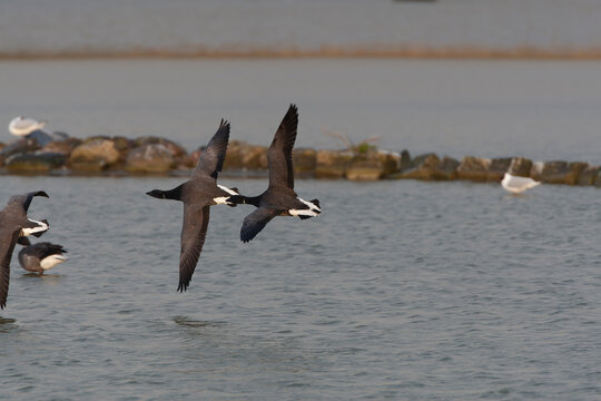 Dark-bellied Brent Goose, Branta bernicla
