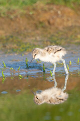 Fototapeta premium Pied Avocet, Recurvirostra avosetta