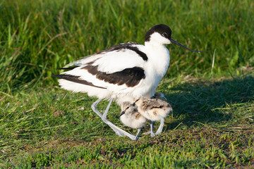 Fototapeta premium Pied Avocet, Recurvirostra avosetta