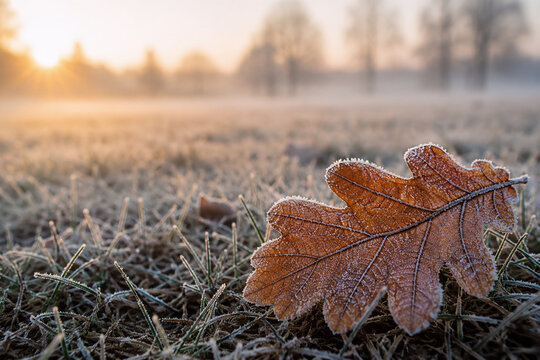 Frostbedecktes Eichenblatt auf gefrorener Wiese im warmen Morgenlicht