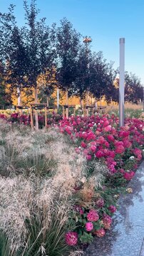 Blooming pink hydrangeas along landscaped walkway in Astana, surrounded by ornamental grasses, young trees, flowers and clear summer sky, Kazakhstan, shot handheld, vertical video, 4k footage