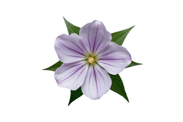 Obraz premium Lavender five petal flower arranged over dark green foliage