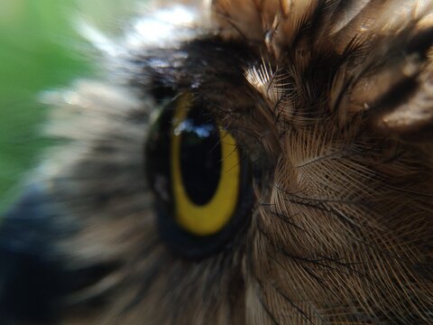 The primary functions of bird feathers are to enable flight, maintain body warmth, provide protection against the elements or injury, and serve as a means of communication to attract a mate.