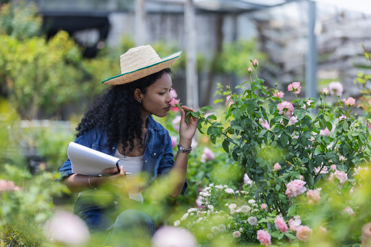 A woman in a straw hat smells a pink rose while holding paperwork, assessing its fragrance before recording her observations.