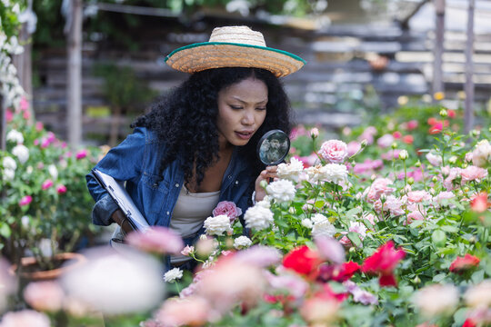 A woman wearing a straw hat examines blooming roses with a magnifying glass in a colorful outdoor garden. The scene illustrates plant observation, gardening.