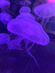 jelly fish in aquarium © Eve
