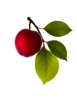 Simple plum silhouette with stem and leaf isolated on white background, Restaurant table setting, Grocery store display