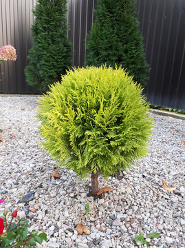 Golden Globe arborvitae or Thuja occidentalis 
