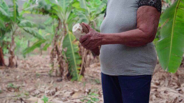 Tight close-up of a woman&rsquo;s hands peeling the brown skin from a fresh cassava root with a knife, revealing the white flesh underneath.