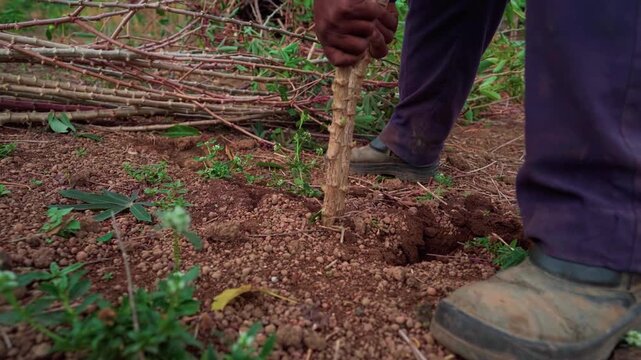 Close-up of a cassava grower gripping the stalk with both hands and repeatedly pulling upward to uproot the plant from resistant soil.