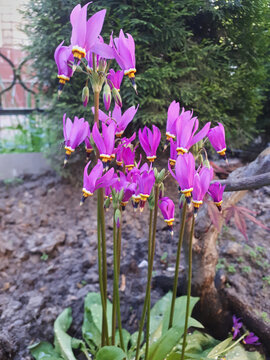A cluster of vivid magenta Dodecatheon (Shooting Star) flowers