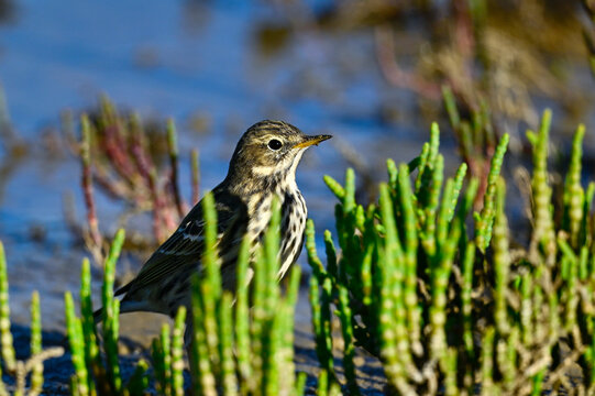 Wiesenpieper // Meadow pipit (Anthus pratensis) - El Palmar de Vejer, Spanien