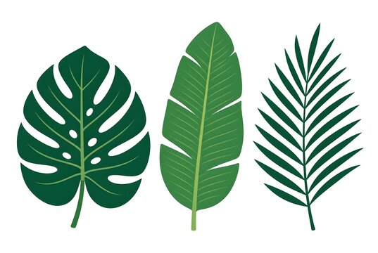 Tropical palm monstera banana leaves set on white background