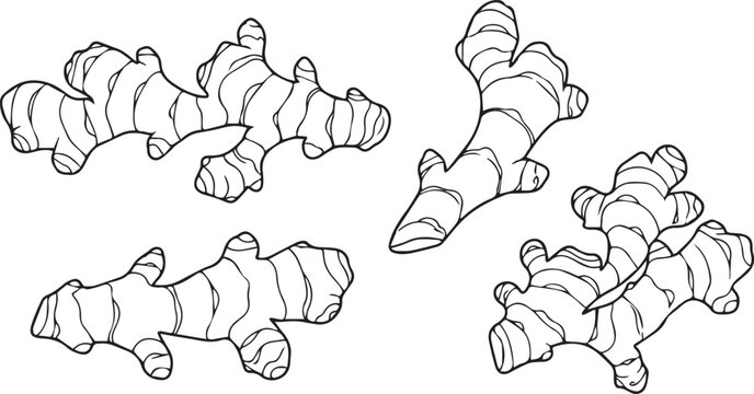 Small Ginger Root Spice Vector Line Art Outline Drawing
