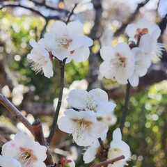 White Ume Plum Blossoms Blooming on Branch in Spring, Japan © HereNont