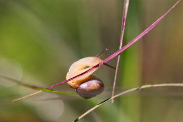 Macro photography of a small snail crawling on thin grass stems in a meadow © Elena