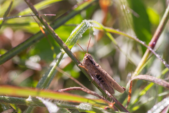 Macro of a brown field grasshopper perched on grass blades in natural sunlight