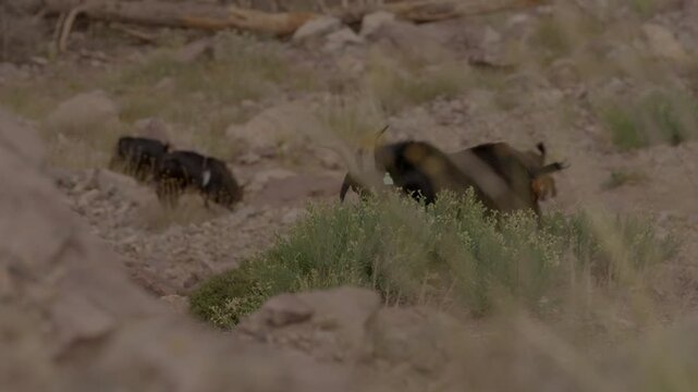 A black horned goat descends a narrow, rocky cliff edge beside mountain pines, illustrating free-range grazing and authentic pastoral livestock traditions in Morocco&rsquo;s steep High Atlas Mountains.