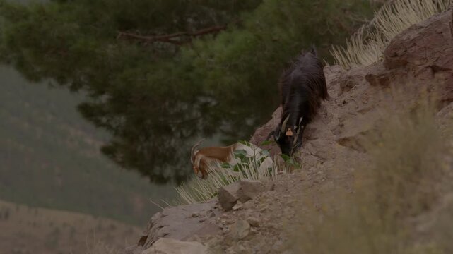 A black horned goat descends a narrow, rocky cliff edge beside mountain pines, illustrating free-range grazing and authentic pastoral livestock traditions in Morocco&rsquo;s steep High Atlas Mountains.