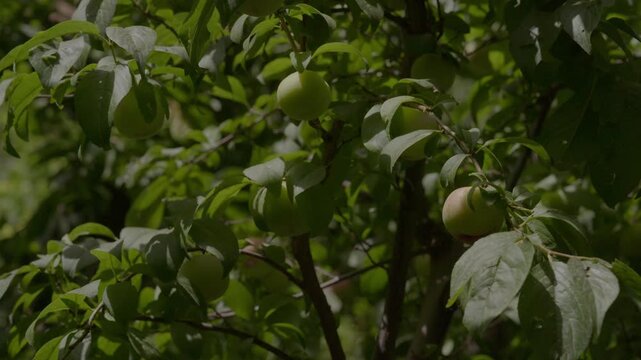 Green and blush-tinted fruit matures among vibrant foliage on orchard boughs in dappled mountain sunlight, exemplifying lush high-altitude agriculture within Morocco&rsquo;s High Atlas river valleys.