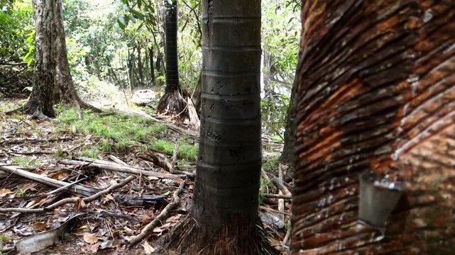 latex extracted from rubber tree in a pot. Seringueira tree, native to Amazon basin in Brazil