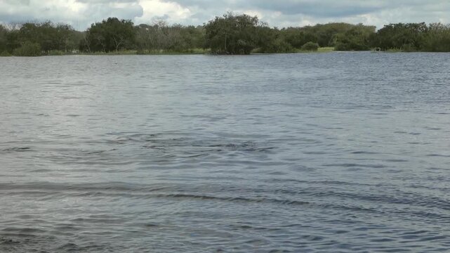 Pink river dolphins emerge from surface of Rio Negro in Manaus. Inia geoffrensis species, boto. Slow motion