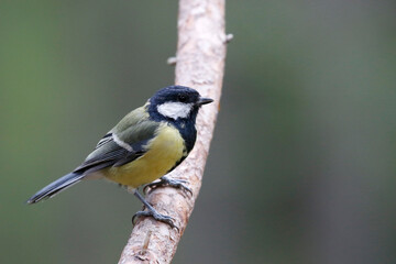 Obraz premium Great tit