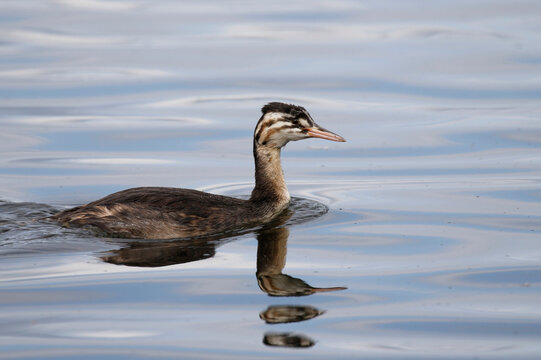 Young Great crested grebe
