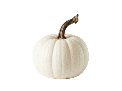 Single small white pumpkin with a dry brown stem for fall holiday decor