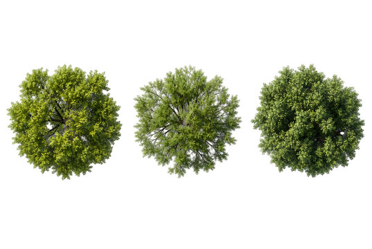 Three green trees top view isolated on transparent background