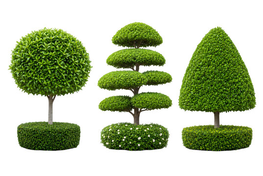 Three ornamental topiary garden trees isolated on transparent background