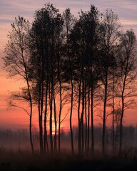 Fototapeta premium Dramatic sunset with silhouetted bare trees and mist in a tranquil autumn or winter landscape