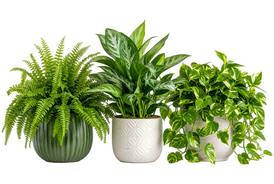 Three Potted Houseplants Isolated On Transparent Background PNG File