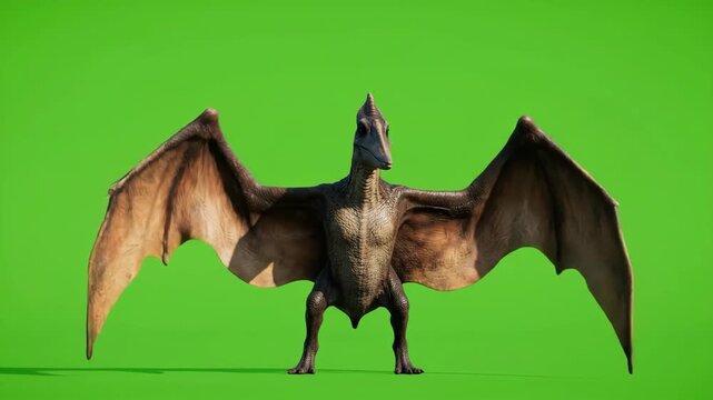 Pterodactyl Dinosaur Standing with Spread Wings on Green Screen Background