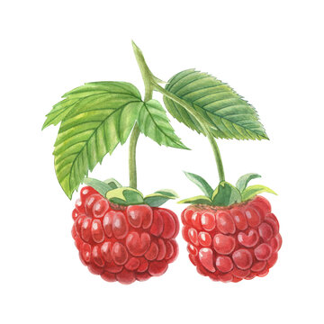 Raspberries, leaves. Hand-painted watercolor illustration isolated on white for food packaging, dessert, branding, label, logo, recipes, cookbook, jam, beverages, cosmetic, stationery, textile, design