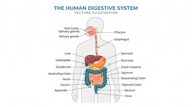 Human digestive system anatomy vector illustration diagram with organ labels