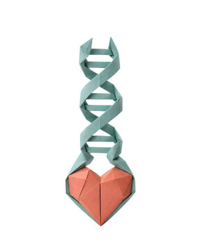 Personalized Healthcare Origami DNA Double Helix with Coral Heart